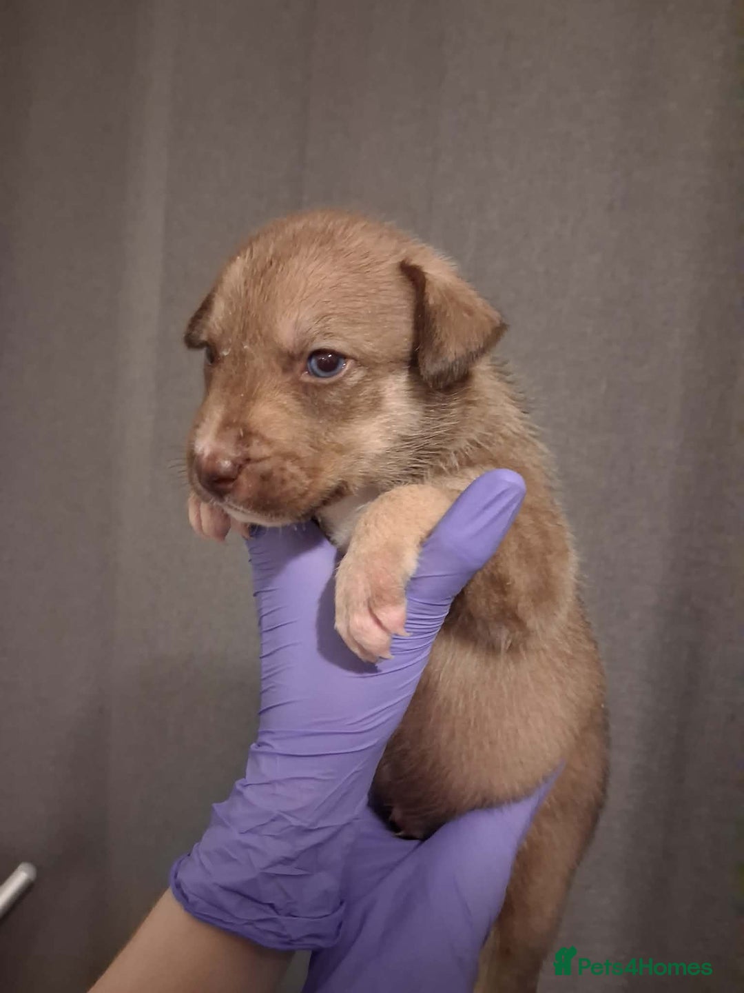 Mixed Breed dogs for sale: Agouti Husky Cross puppies  - Advert 16