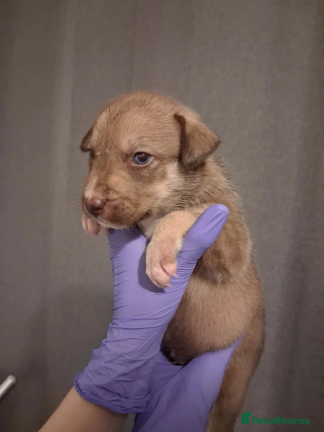 Mixed Breed dogs for sale: Agouti Husky Cross puppies  - Advert 16