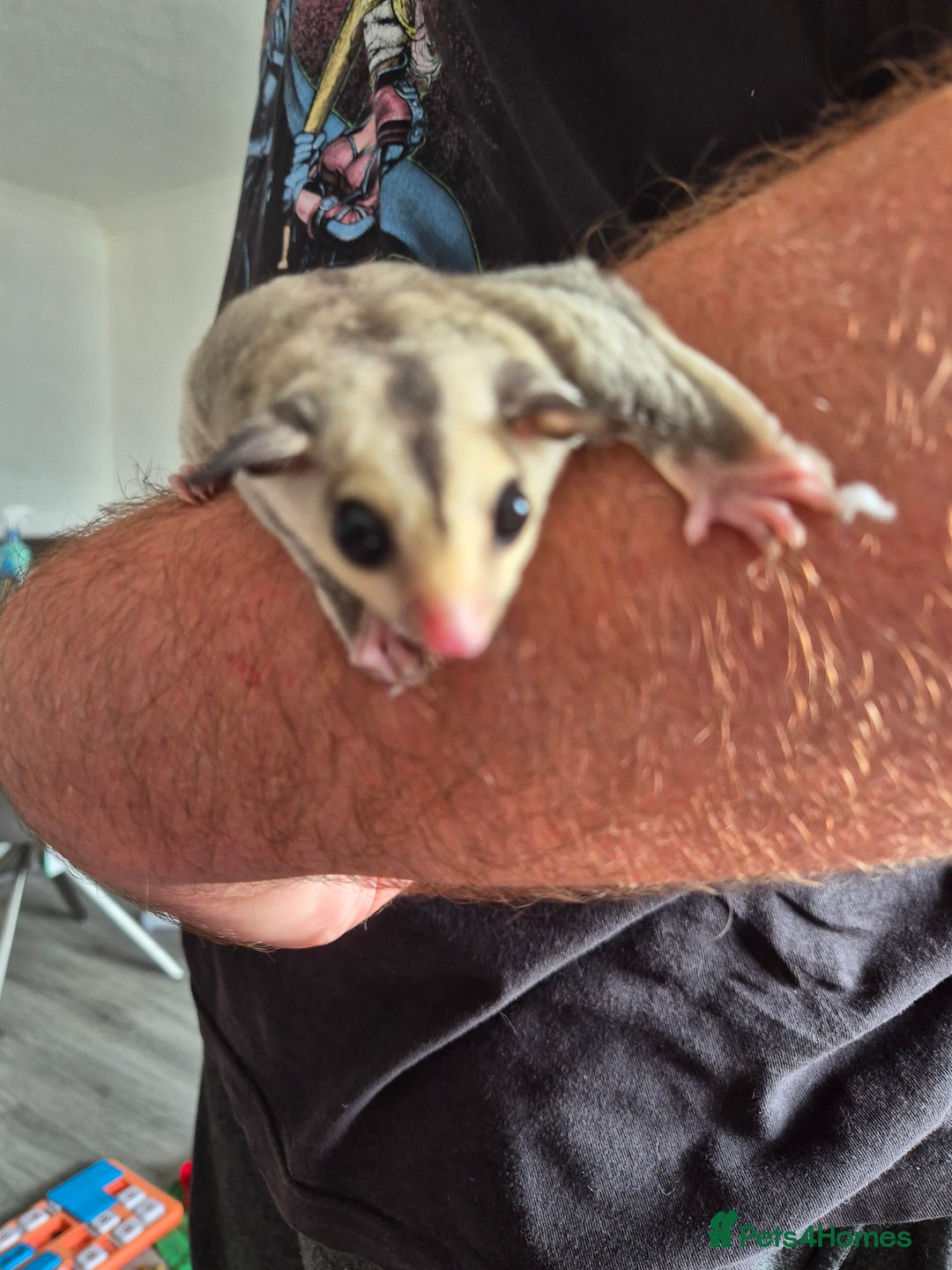 Sugar Glider rodents for sale: Breeding pair of  sugar gliders ready 13th sept   - Image 36