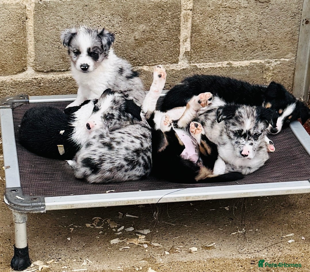 Border Collie dogs for sale: Gorgeous Tri colour border collie puppies  - Image 9