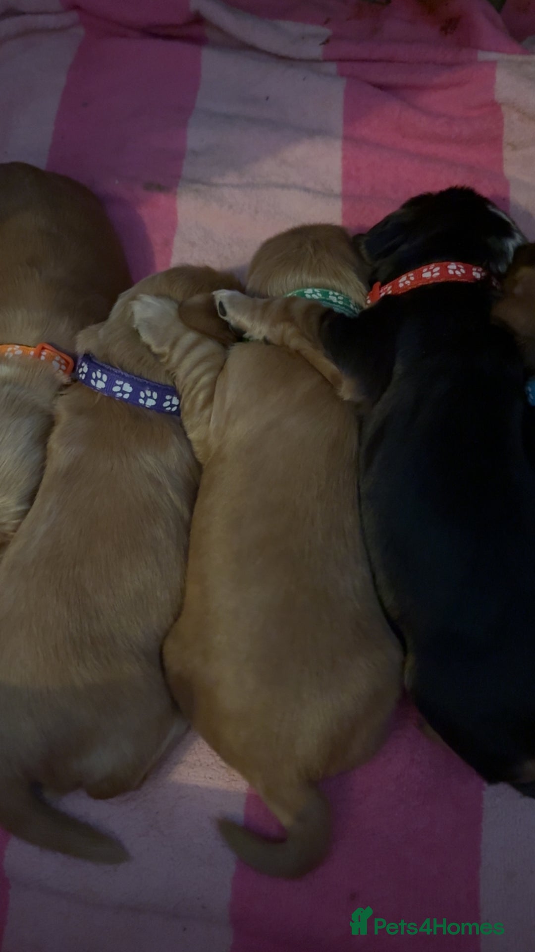 Cocker Spaniel dogs for sale: Show type cocker spaniel pups - Advert 28