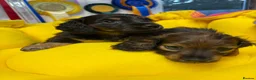 Miniature Dachshund dogs for sale: Miniature Longhaired Dachshunds  - Advert 11