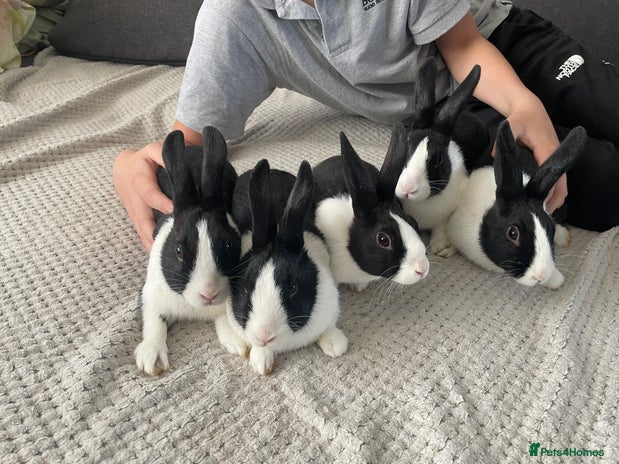 Pet Rabbit Sale Rabbits for sale | Pets4Homes