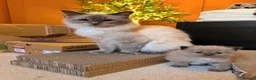 Ragdoll cats for sale: ✨ Stunning Seal Mink Ragdoll Kittens–3 Boys   in Ferryhill - Advert 15