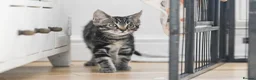 Mixed Breed cats for sale: REDUCED READY TO GO -  1 BOY/GIRL Tabby kittens  - Advert 1