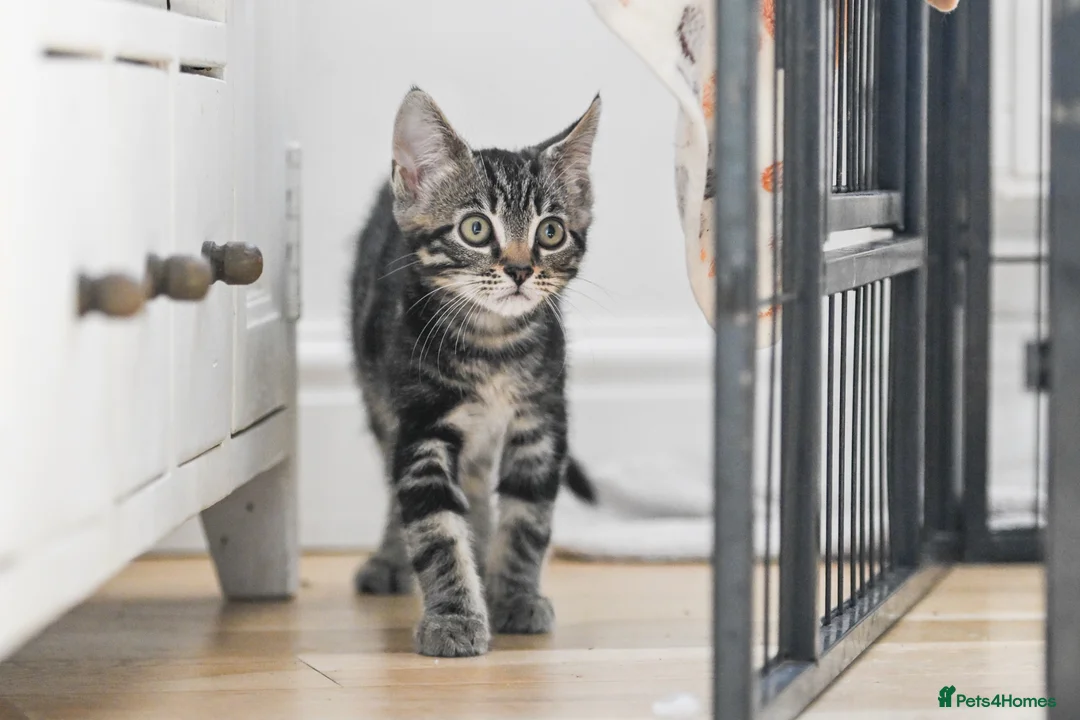 Mixed Breed cats for sale: REDUCED READY TO GO -  1 BOY/GIRL Tabby kittens  - Advert 1
