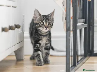 Mixed Breed cats Ready for new homes now Adorable Tabby kittens - Advert 5