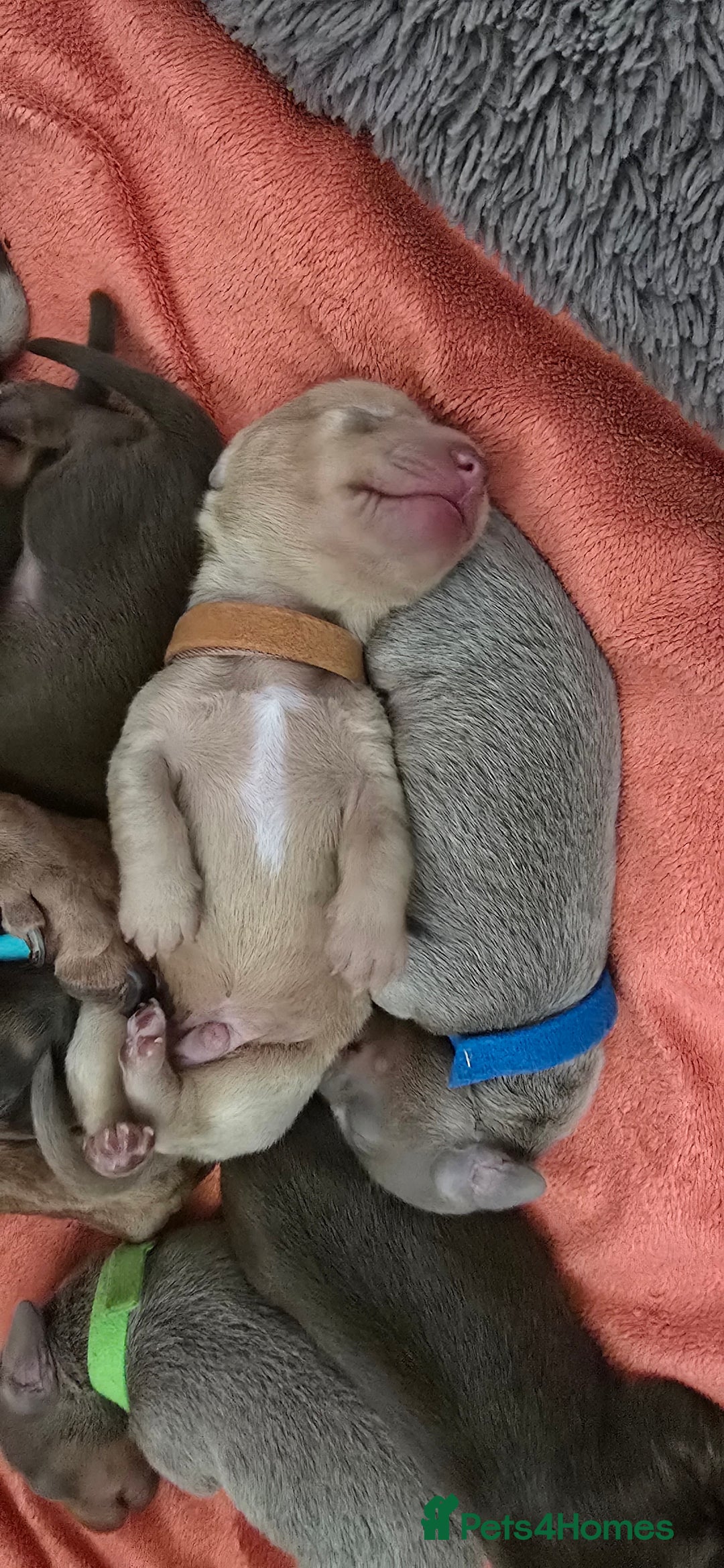 Miniature Dachshund dogs for sale: KC registered miniature Dachshund 🐶  - Advert 13