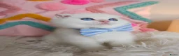 Scottish Fold cats for sale: ⭐️ Top Quality Scottish Fold Kittens ⭐️ - Advert 22