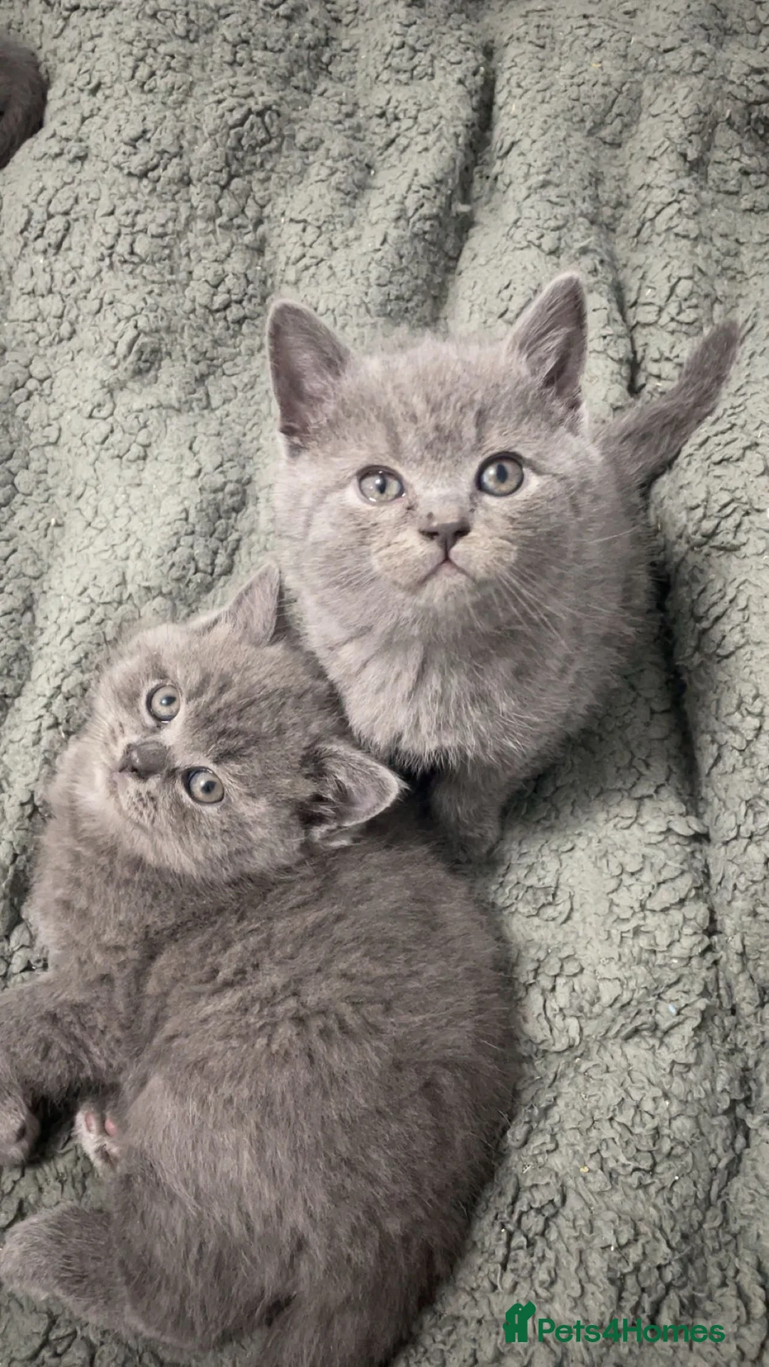 British Shorthair cats for sale: British Shorthair kittens - Advert 7