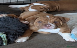 Olde English Bulldogge dogs for sale: 2 females left! - OEB Puppies NEBBR ✅ 3rd Gen - Image 2