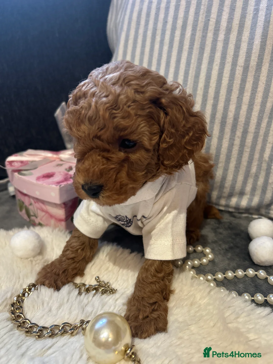 Toy Poodle dogs for sale: 🐩 Toy Poodle Red Puppies - Advert 11