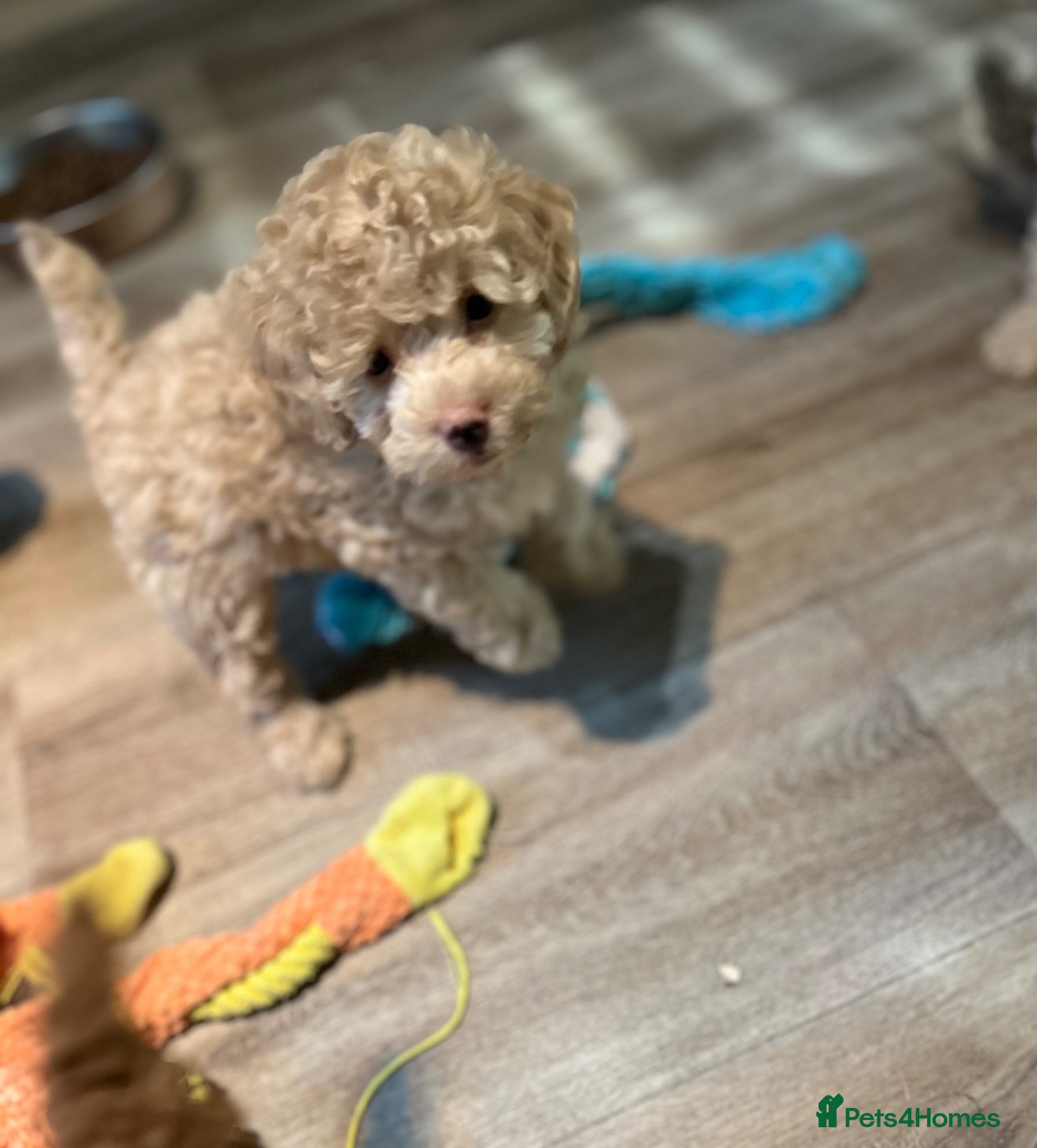 Toy Poodle dogs Beautiful Toy Poodles Ready Now - Advert 2