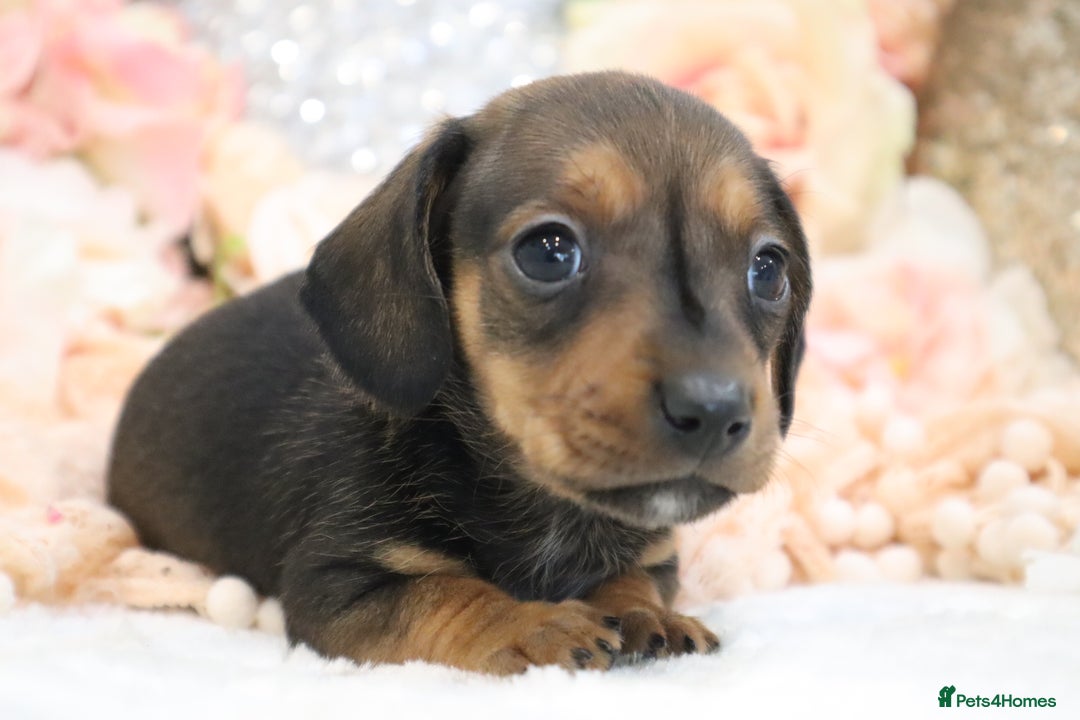 Miniature Dachshund dogs for sale: KC Registered Miniature Dachshund Puppies - Image 23