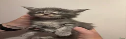 Maine Coon cats for sale: Exceptional Maine Coon kittens  in Liverpool - Advert 7