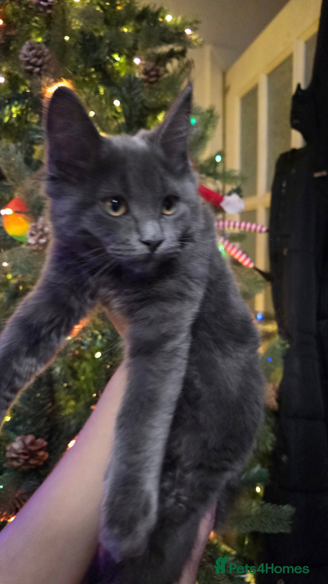 Maine Coon cats for sale: 5 beautiful maine coon ready to go - Advert 19