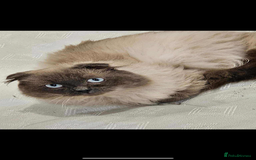 Ragdoll cats for sale: Rag doll - Image 4
