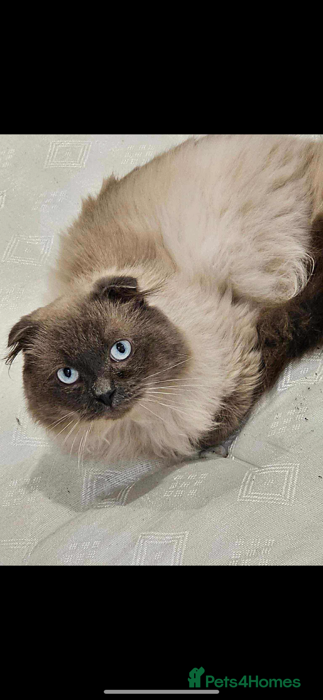 Ragdoll cats for sale: Rag doll - Image 4