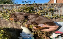 Cocker Spaniel dogs for sale: Cocker spaniel puppies  - Image 13