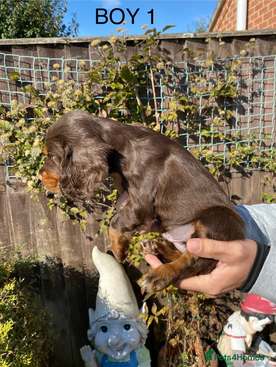 Cocker Spaniel dogs for sale: Cocker spaniel puppies  - Image 13