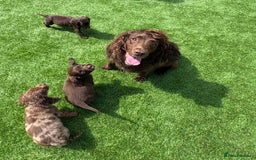 Cocker Spaniel dogs for sale: Cocker spaniel puppies  - Image 14