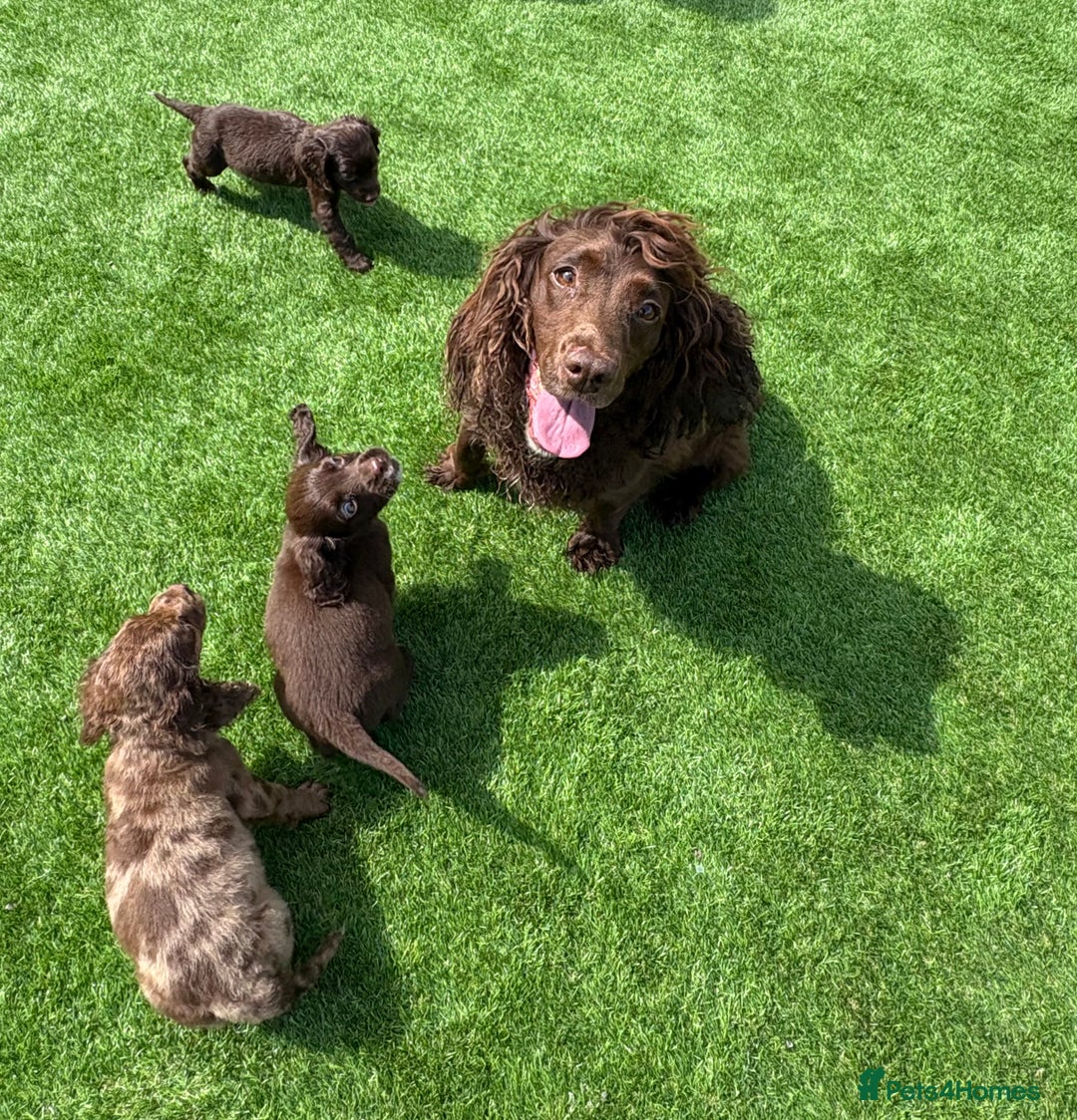 Cocker Spaniel dogs for sale: Cocker spaniel puppies  - Image 14