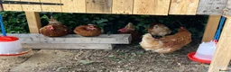 Chickens poultry for sale: 5 Friendly Chickens - Free to Good Home in Abergavenny - Advert 5
