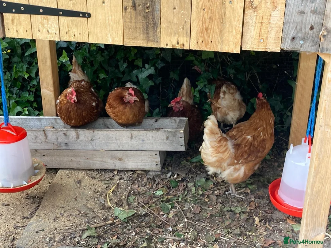 Chickens poultry for sale: 5 Friendly Chickens - Free to Good Home in Abergavenny - Advert 5