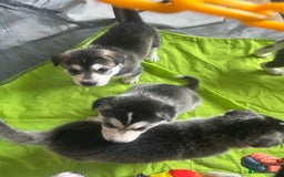 Siberian Husky dogs for sale: Beautiful husky puppies 2 girls & 4 boys left.  - Image 9