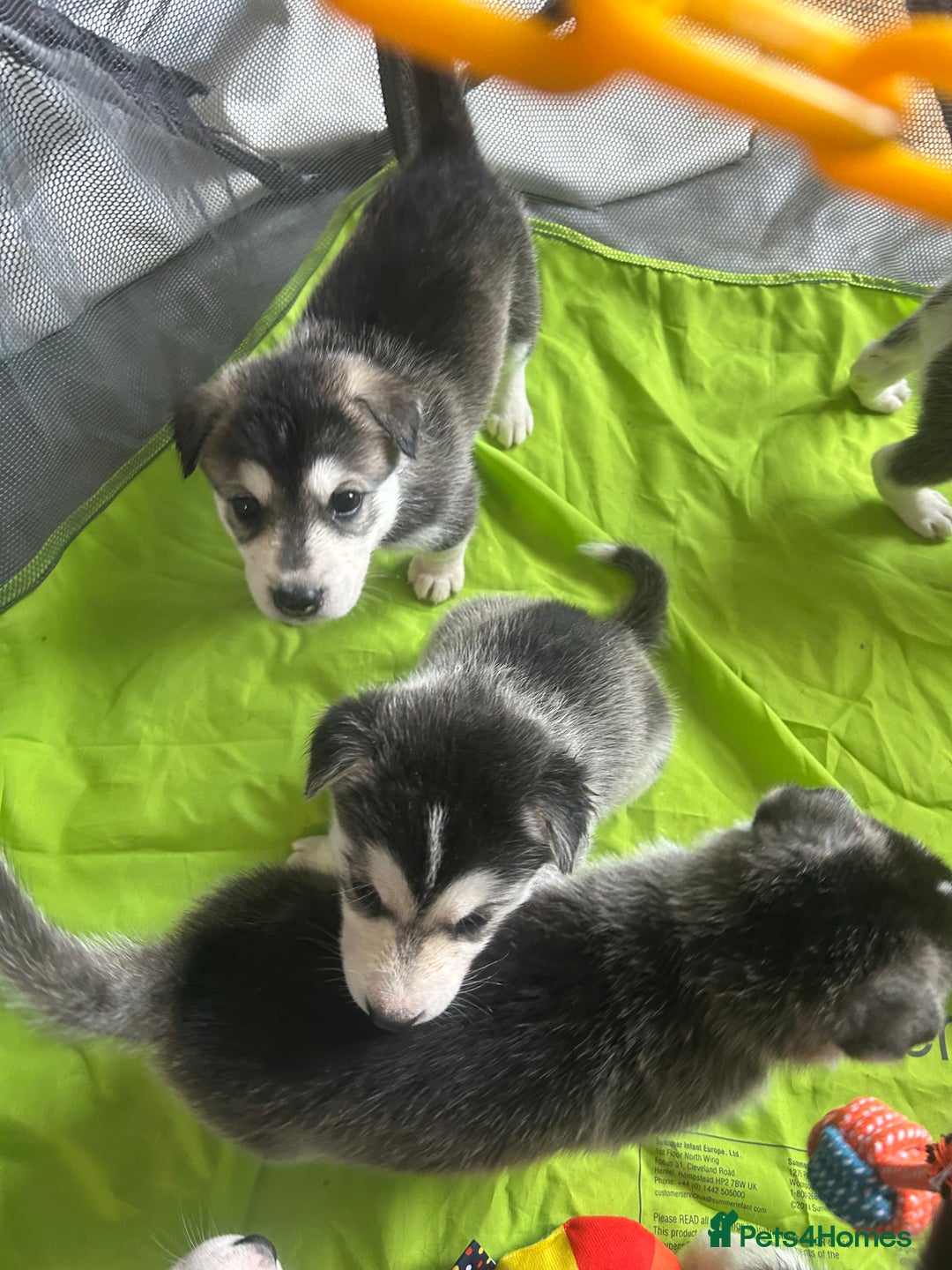 Siberian Husky dogs for sale: Beautiful husky puppies 2 girls & 4 boys left.  - Image 9