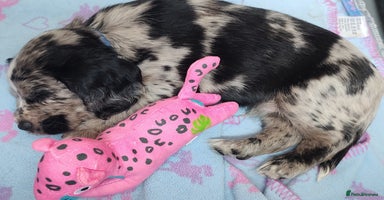 Sprocker dogs - Advert 7