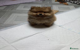 Pomeranian dogs for sale: 3 lovely Pomeranian  - Image 3