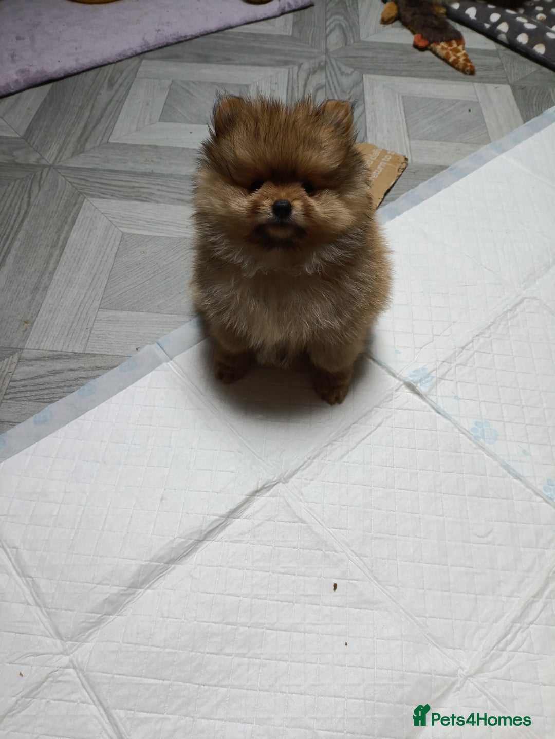 Pomeranian dogs for sale: 3 lovely Pomeranian  - Image 3