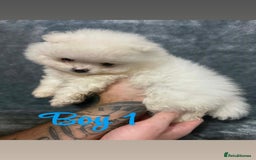 Pomeranian dogs for sale: Teddy bear optic white Pomeranians puppies - Advert 4