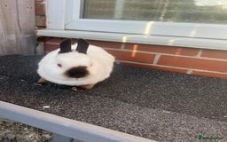 Netherland Dwarf rabbits for sale: Adult Himalayan Netherland Dwarf Doe - Image 3
