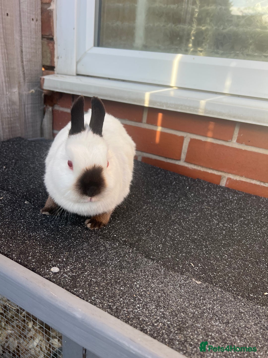 Netherland Dwarf rabbits for sale: Adult Himalayan Netherland Dwarf Doe - Image 3