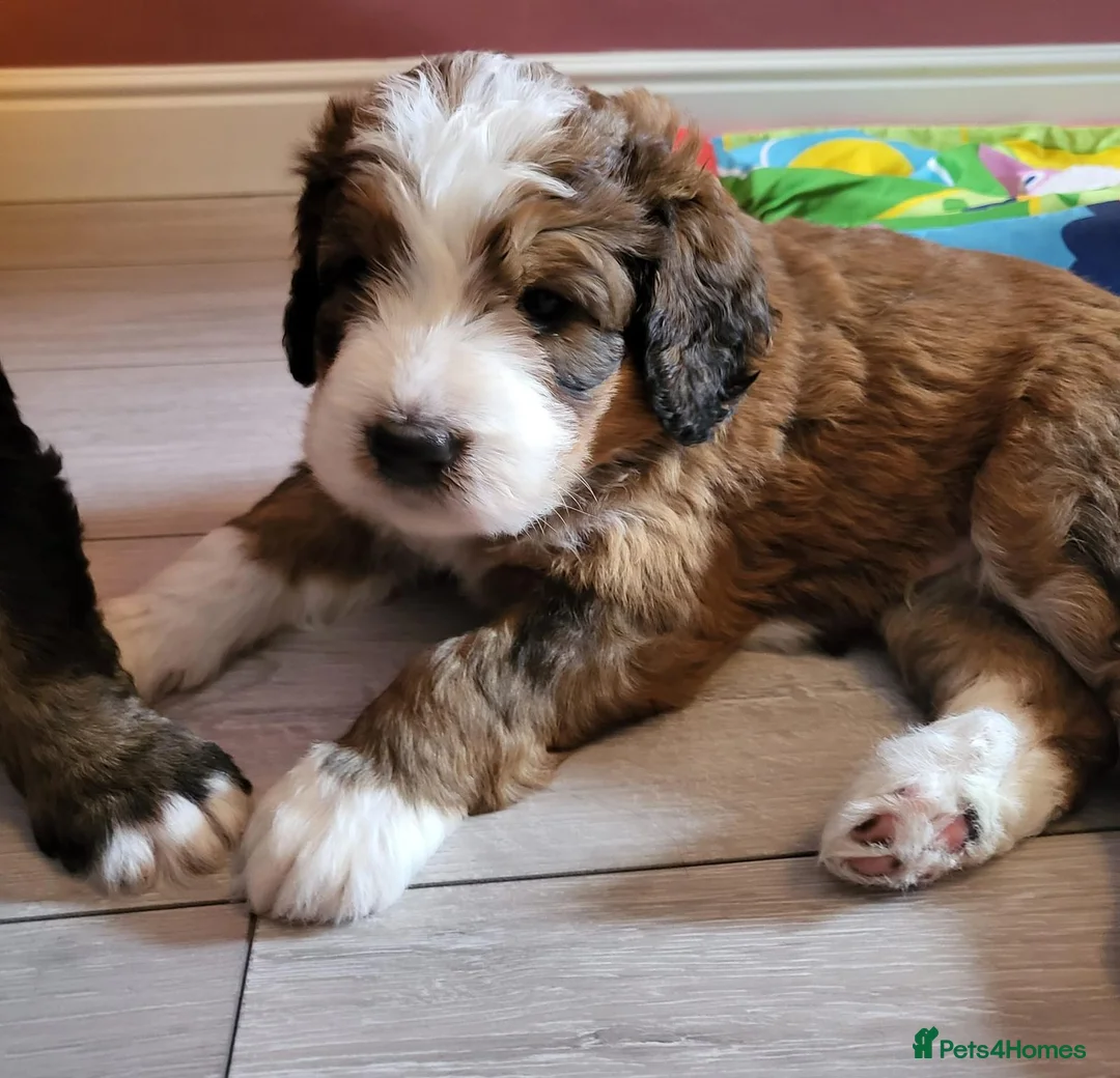 Standard Poodle dogs for stud: K.C Registered Standard poodle in Nottingham - Advert 11