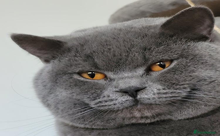 British Shorthair cats in London - Advert 2