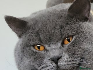 British Shorthair cats in London - Advert 4