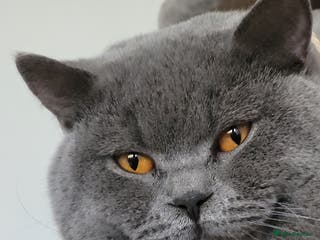 British Shorthair cats British short hair Bud the stud in London - Advert 4