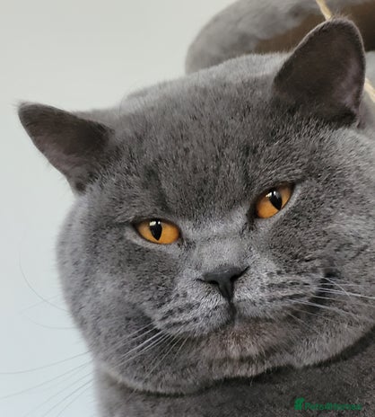 British Shorthair cats in London - Advert 5
