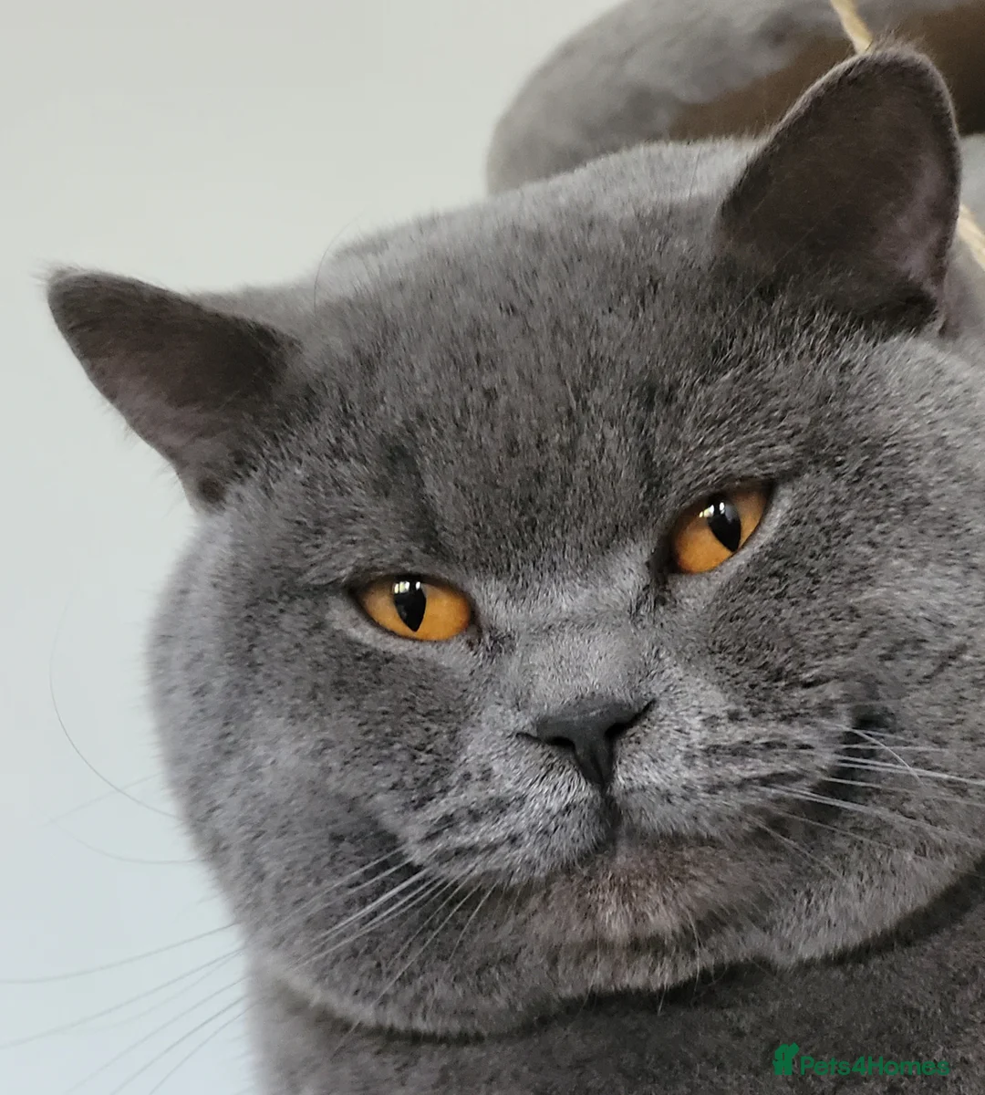 British Shorthair cats for stud: British short hair Bud the stud in London - Advert 1