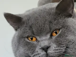 British Shorthair cats British short hair Bud the stud in London - Advert 4