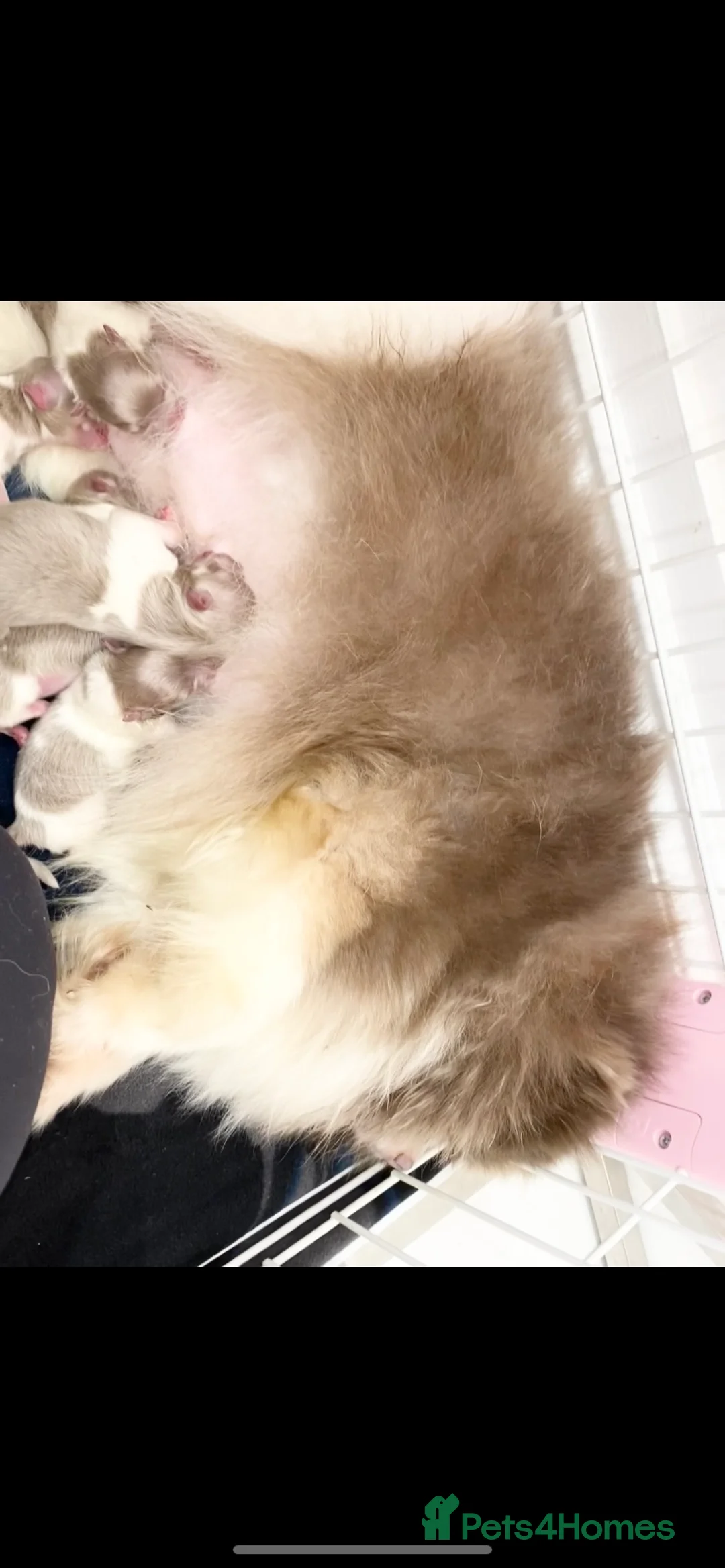 Pomeranian dogs for sale: 🐻 TEDDY BEAR POMERANIANS 🐻  - Advert 11