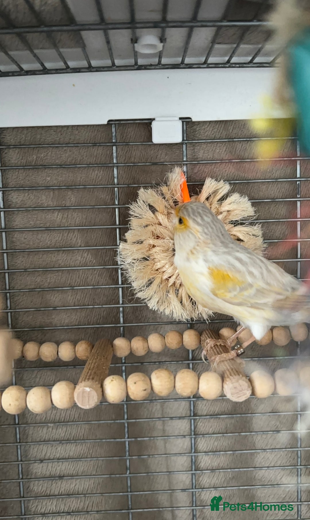 Canaries birds for sale: Adorable Omelette Male Canary - Image 6