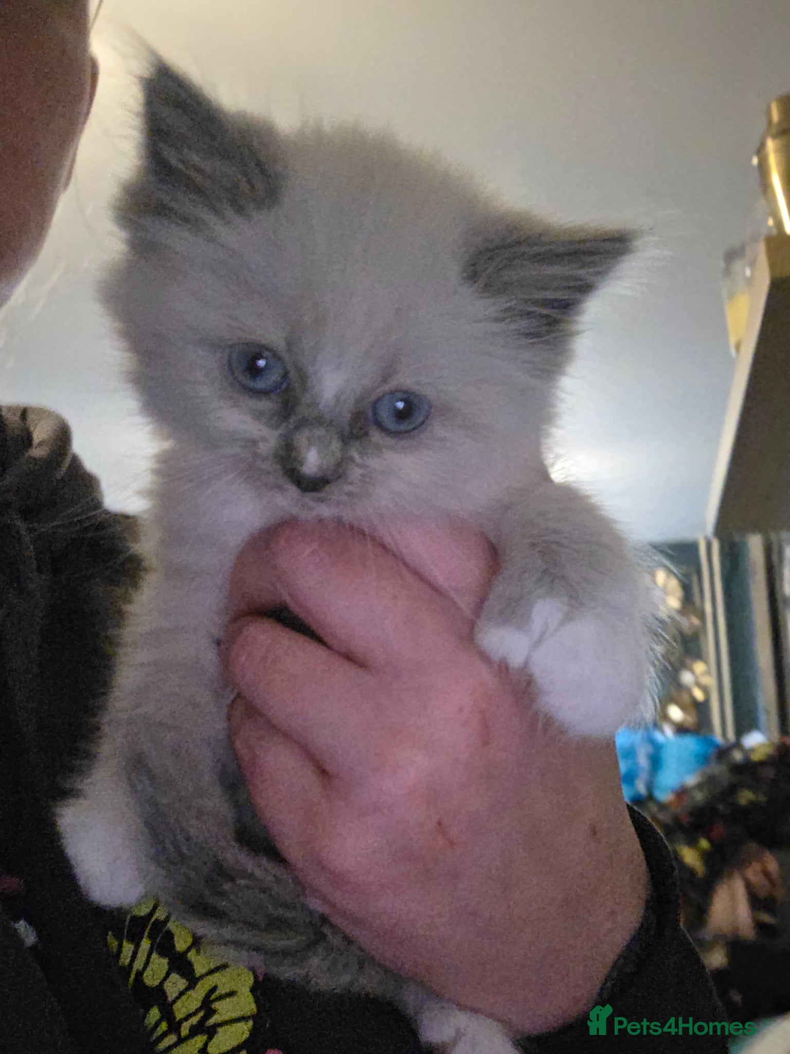 Maine Coon cats Maine×ragdoll - Advert 2