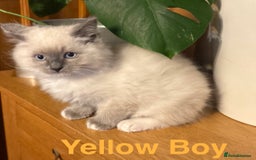 Ragdoll cats for sale: Ragdolls kittens- - Advert 36