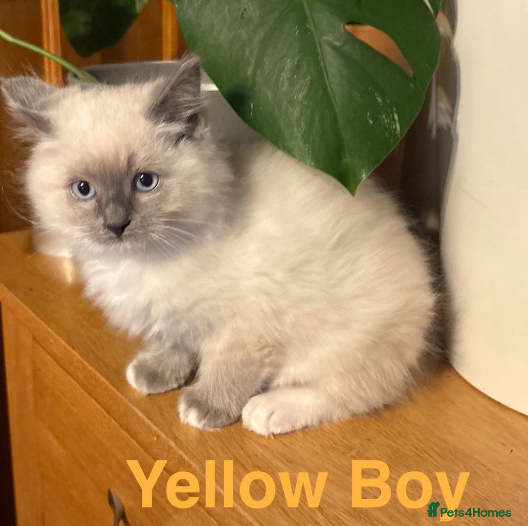Ragdoll cats for sale: Ragdolls kittens- - Advert 36