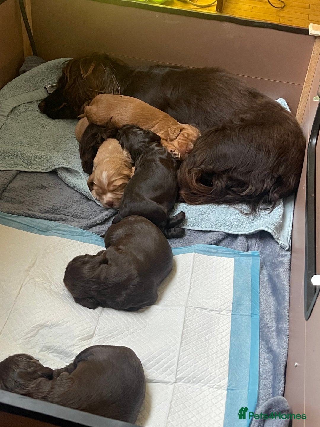 Cocker Spaniel dogs for sale: Working cocker spaniels - Advert 6