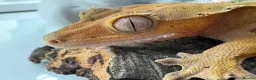 Mixed Breed reptiles for sale: various geckos! - Advert 10